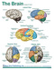 The Brain